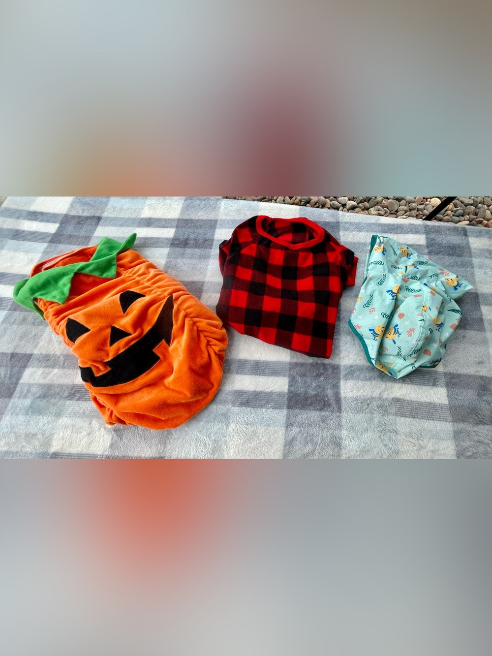 Set of dog clothes